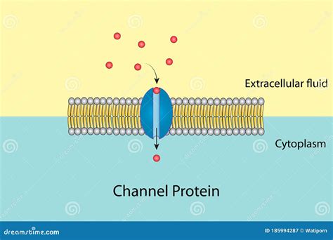 chanel proteins|channel proteins diagram.